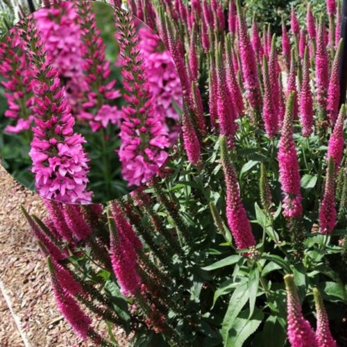 Veronica spicata 'Veronique Hot Pink' - Kassisaba 'Veronique Hot Pink' P11/0,75L